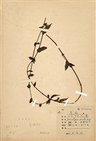 藏品(紅骨藤)的圖片